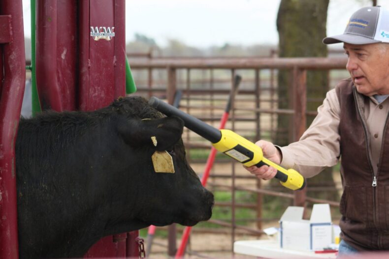 cow Livestock Tagging